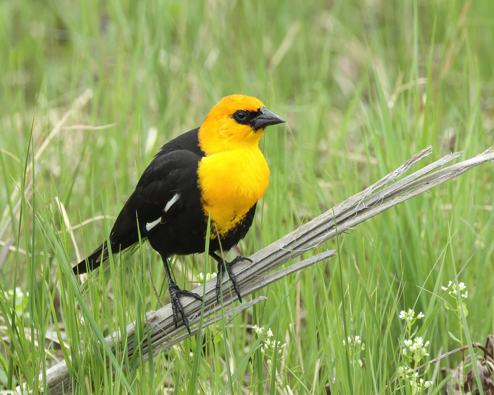 image Yellow-headed Blackbird